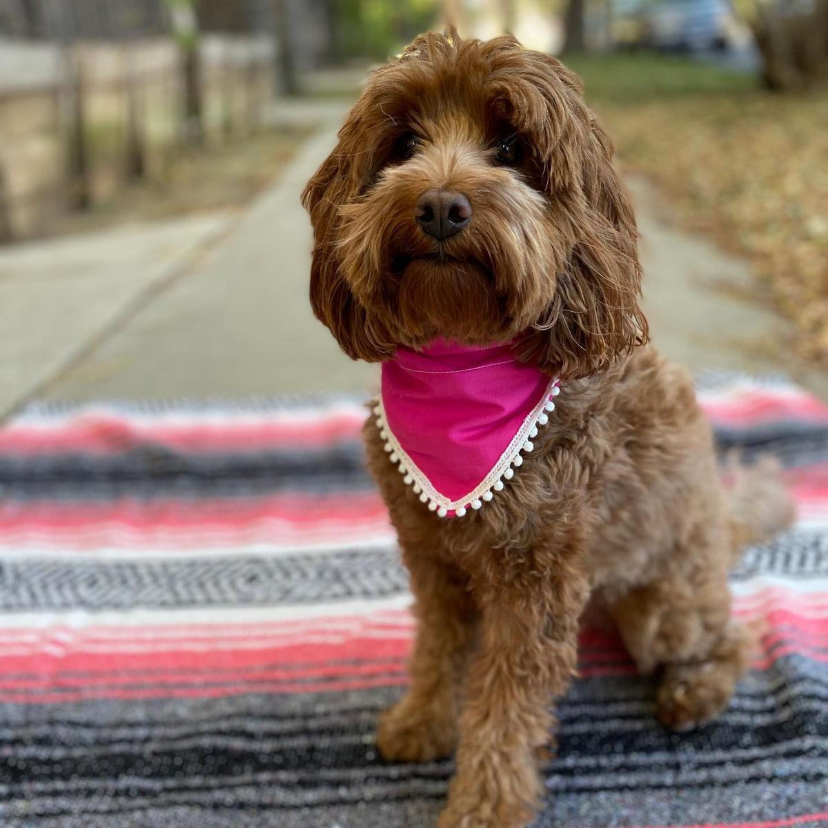 Lulu + Stitch Detroit Lions Bandana Small