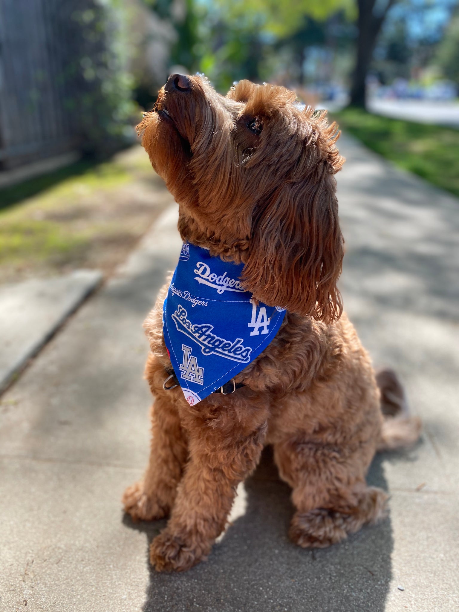 Pets First Los Angeles Dodgers Blue Dog Collar, Large at