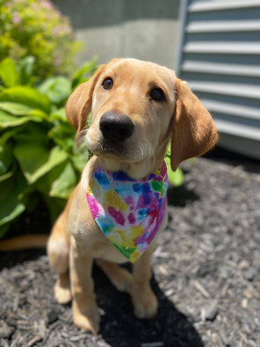 Tie Dye Bandana