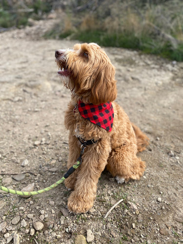 Red Plaid Bandana