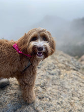 Load image into Gallery viewer, Pink Polka Dot Bandana