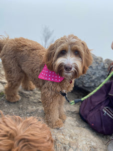 Pink Polka Dot Bandana