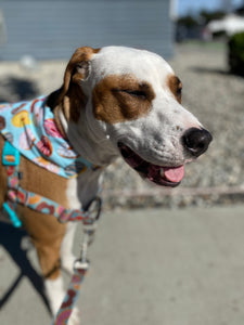 Donuts Bandana