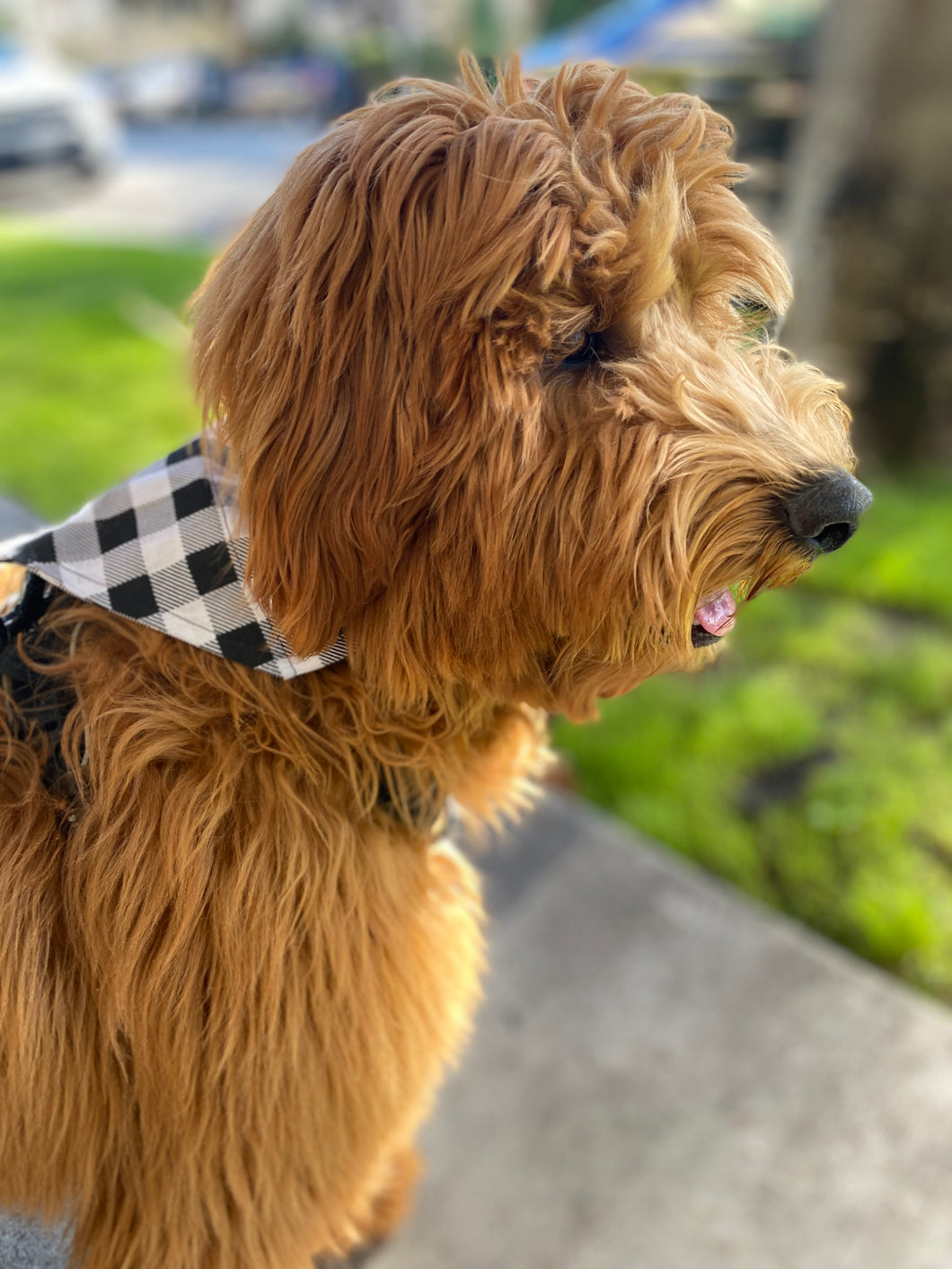 Black Plaid Bandana