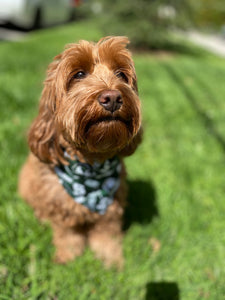 Michigan State University Bandana