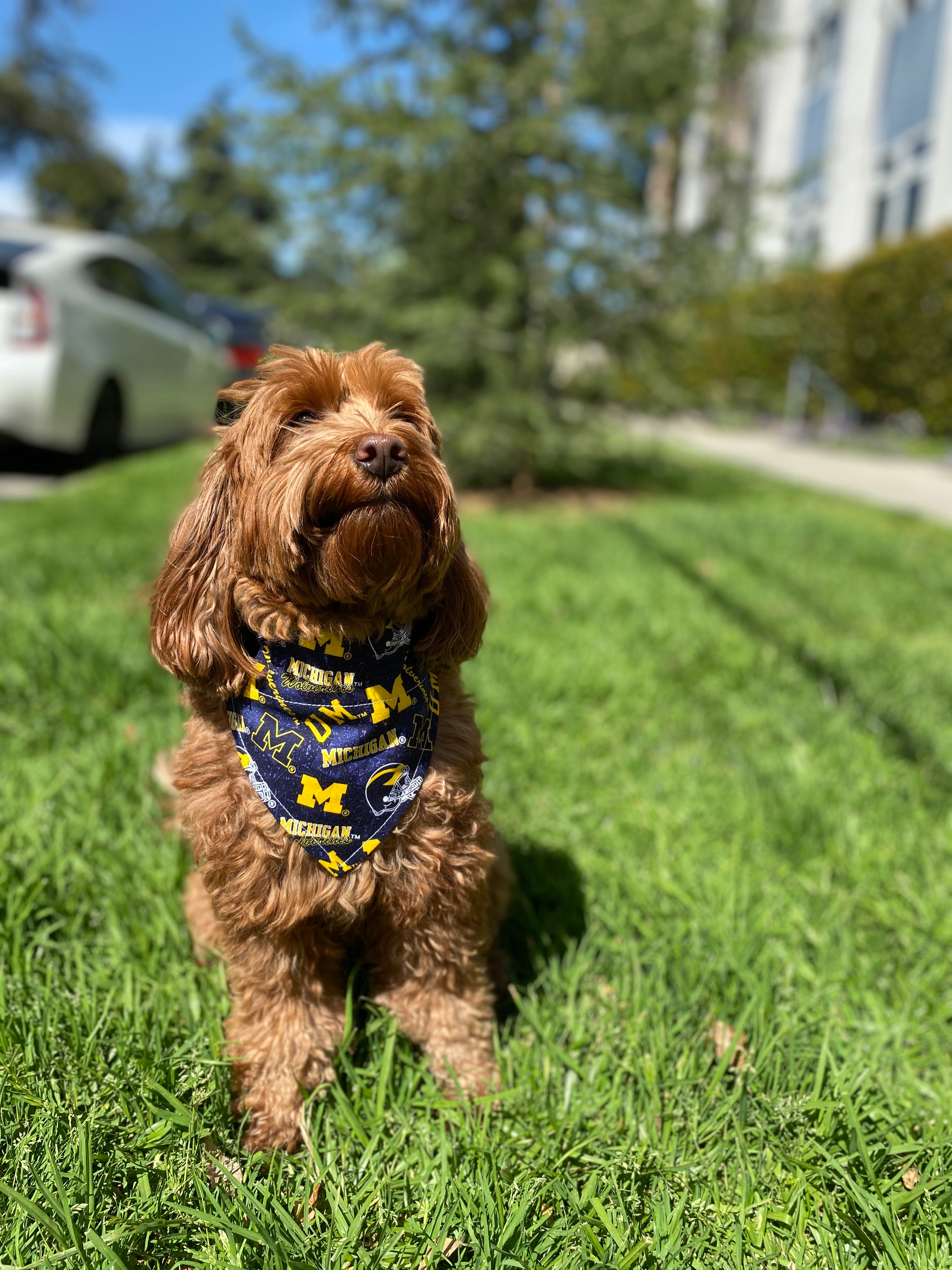 Michigan Wolverines Pet Bandanna