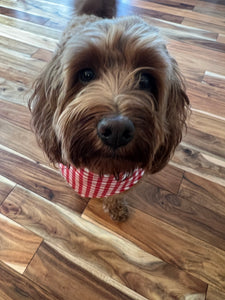 Red Gingham Bandana