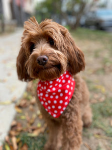 Red Polka Dot Bandana