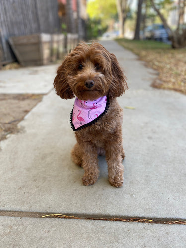 Flamingo Bandana