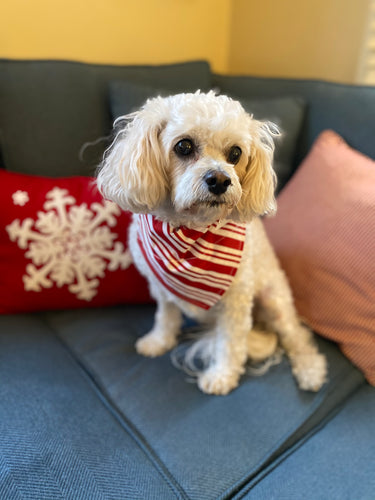 Candy Cane Bandana