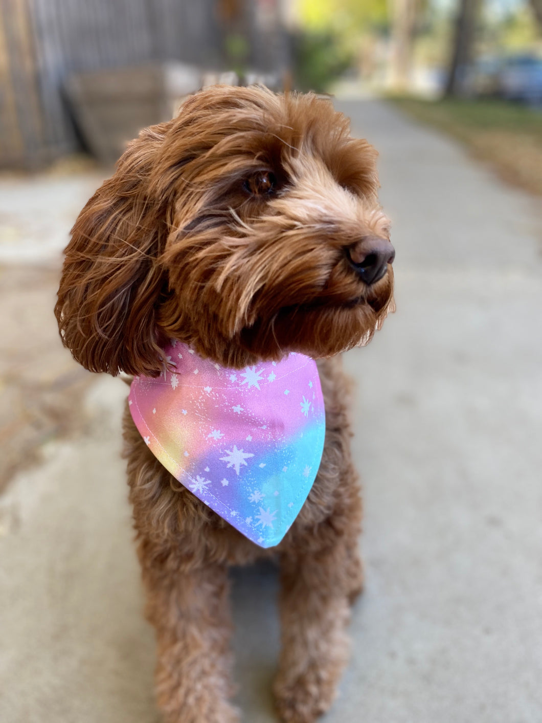 Cosmic Canine Bandana