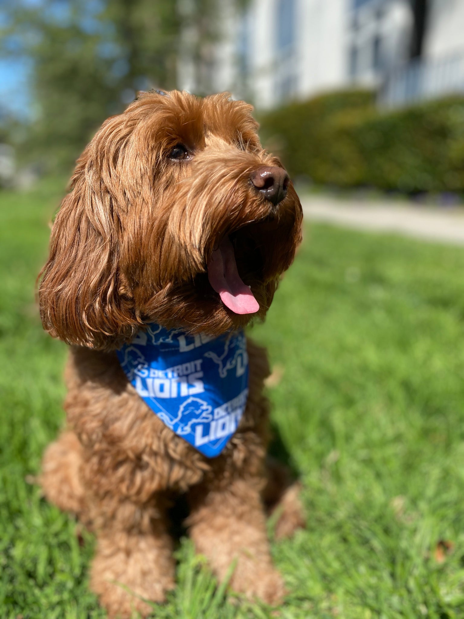 Detroit Lions Dog Bandana - Dress Up Your Pup