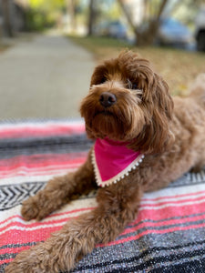 Solid Pink Bandana