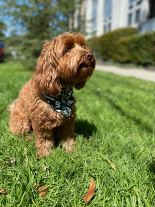 Michigan State University Bandana