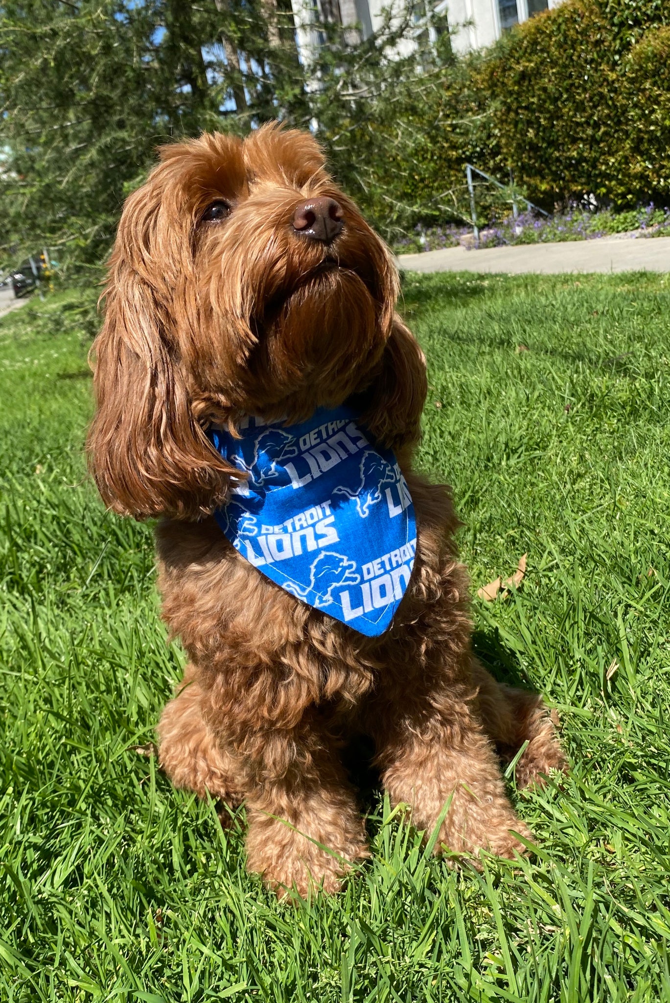 Pets First Detroit Lions Medium Blue Bandana at