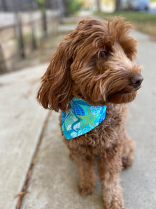 Seahorses + Starfish Bandana