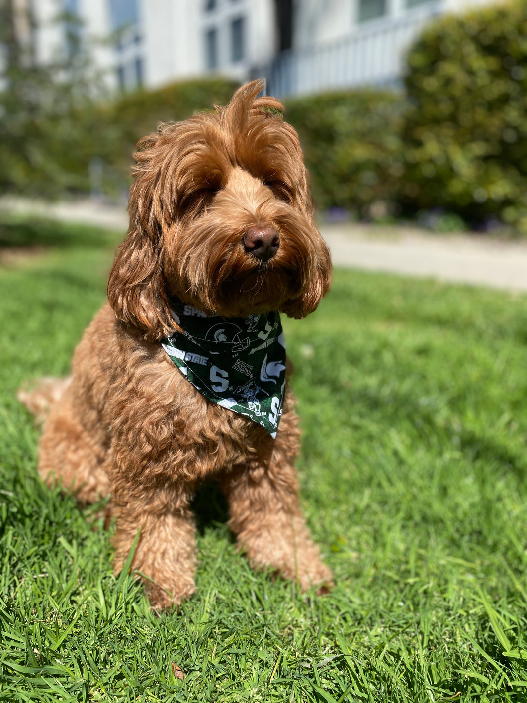 Michigan State University Bandana