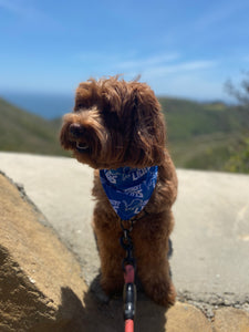 Detroit Lions Bandana