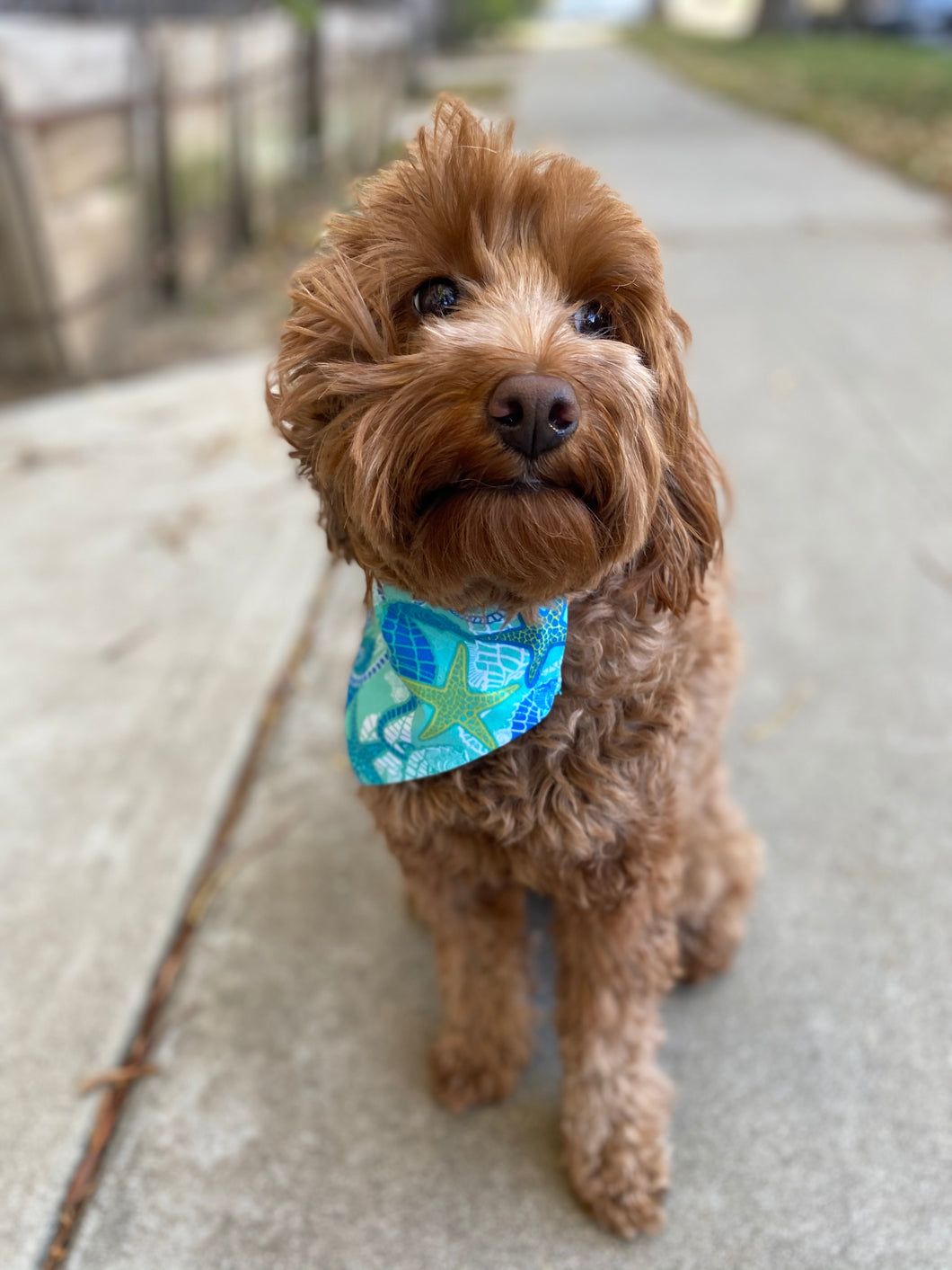 Seahorses + Starfish Bandana