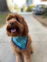 Load image into Gallery viewer, Teal Leopard Bandana