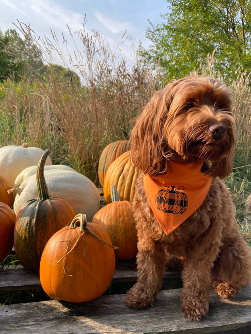 Pumpkin Bandana